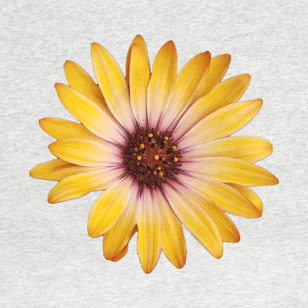 Yellow Gerbera Daisy by PhotoArts